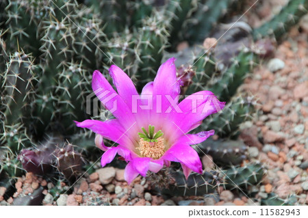 仙人掌 11582943