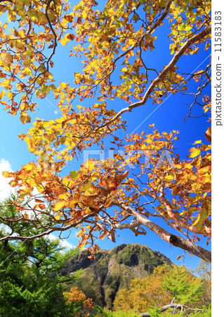 Mt. Goshozan和Bakka Shirane黃色葉子在日光山 11583183