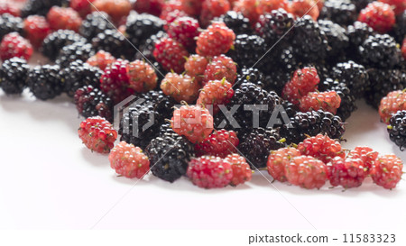 Fruit Yamaga 01 11583323