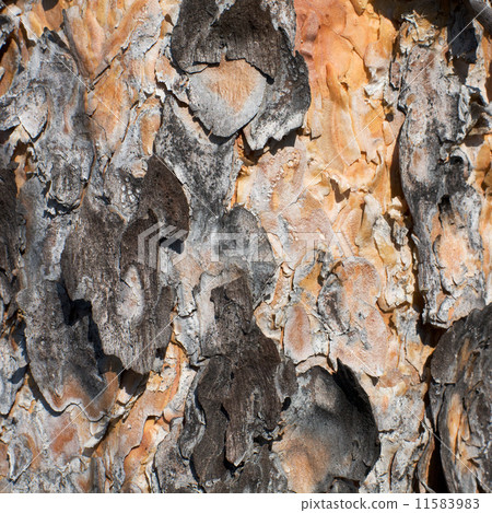 Surface of a pine bark 11583983