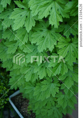 Green Curtain 11584226