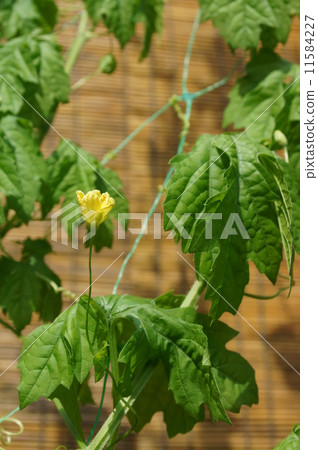 Green Curtain 11584227