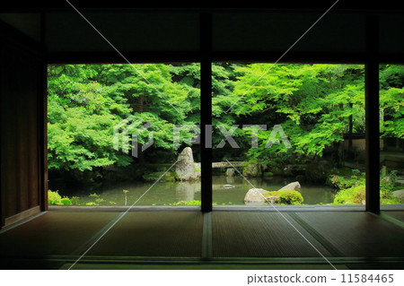 Rokkoku蓮花寺新鮮的綠色 11584465