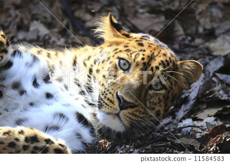 阿穆爾豹 11584583