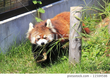 小熊貓 11584586