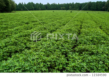 Peanut field in Chiba prefecture 11584590