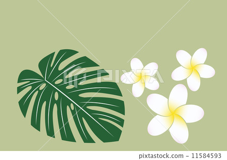 龜背竹和雞蛋花 11584593