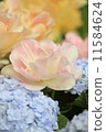 Hydrangea and tulip 11584624