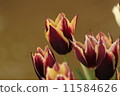 Unusual color tulips 11584626