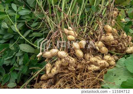 花生收穫 11584712