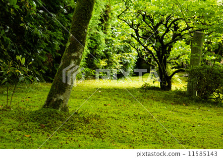Inside garden of Mogera-ji 11585143