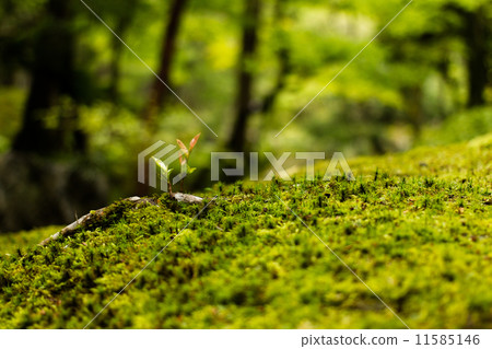 Mossa Mossa 11585146