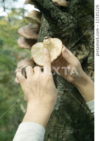 Dangerous! Tsukiyotake Dangerous! Tsukiyotake 11585226