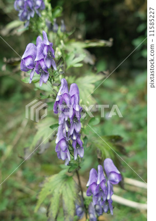 美麗的花有毒··Torikabuto 11585227