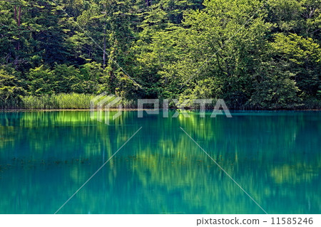 Bishamon Swamp 11585246