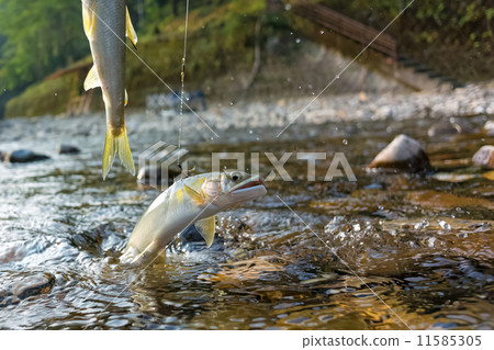 Stock Photo: decoy fishing, ayu, fishing