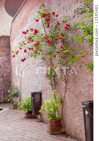 Rose bushes trained up a stone wall 11585481