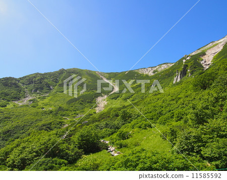 Kiso Komagatake Senjyojiki curl 11585592