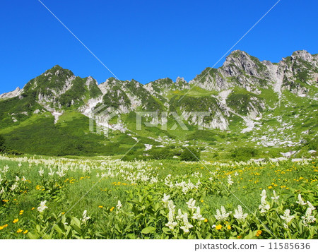 Kiso Komagatake Senjyojiki curl 11585636