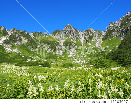 Kiso Komagatake Senjyojiki curl 11585637