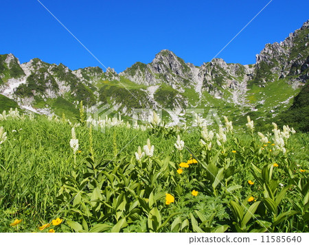 Kiso Komagatake Senjyojiki捲曲 Kiso Komagatake Senjyojiki捲曲 11585640