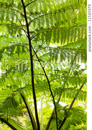 spread branch and green leaves isolated on white background spread branch and green leaves isolated on white background 11585979