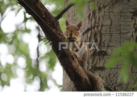 Squirrel with savory food 11586227