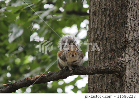 Fatal squirrel bowing on a tree 11586228