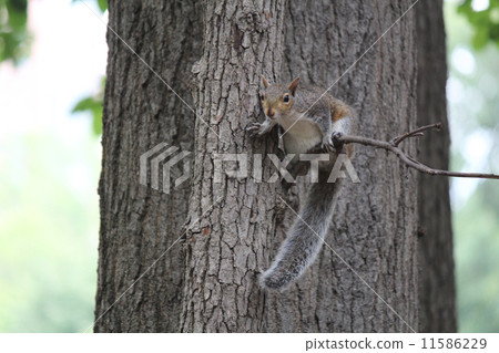 Watch out for squirrels Watch out for squirrels 11586229