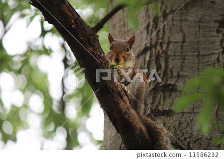 Squirrel with savory food Squirrel with savory food 11586232