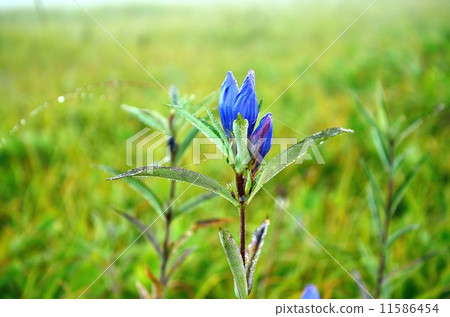 Ezo dragons 11586454