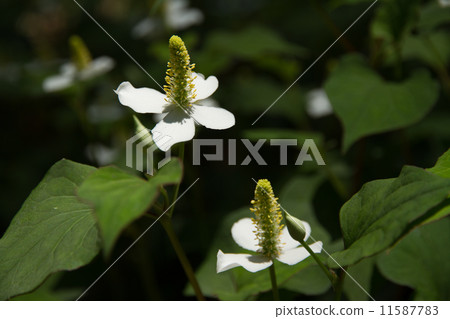 Houttuynia cordata flower 11587783