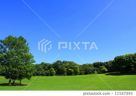 Bright fresh green park Bright fresh green park 11587893