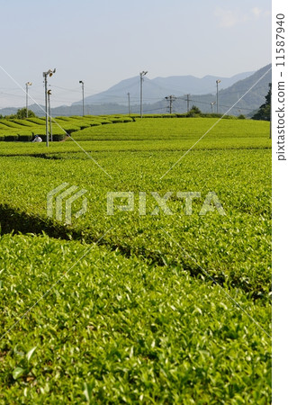 Tea plantation 11587940