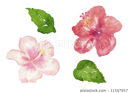 Red and pink hibiscus Red and pink hibiscus 11587957