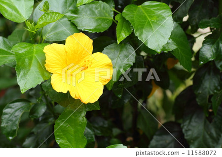 芙蓉花 芙蓉花 11588072