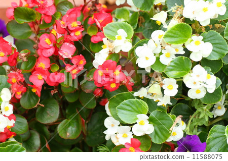 海棠花 海棠花 11588075