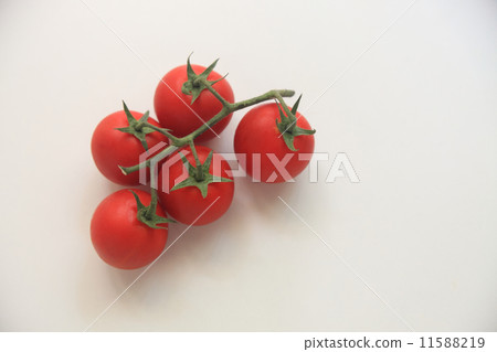 番茄的形象 11588219
