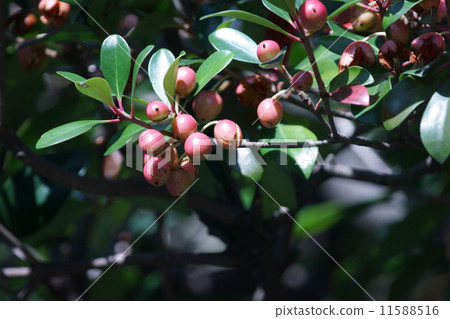 Fruit of a tree mackerel Fruit of a tree mackerel 11588516
