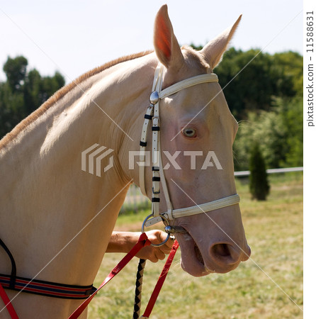 Portrait of akhal-teke horse 11588631