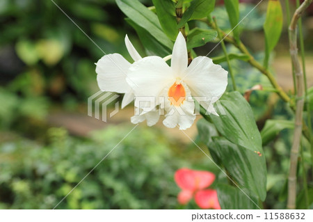 卡特蘭花 11588632