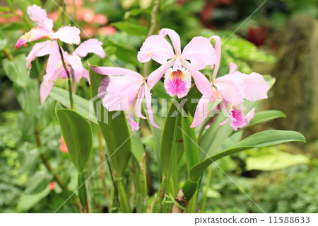 卡特蘭花 11588633