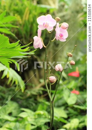 蝴蝶蘭花 11588634