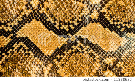 Snake skin pattern background Snake skin pattern background 11588683