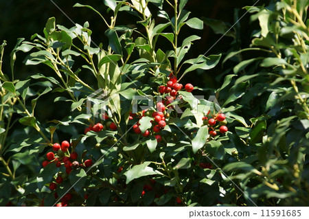 Mochinoki的果實 11591685