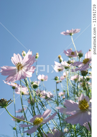 秋天的風在陽光下落在秋天的櫻桃樹 秋天的風在陽光下落在秋天的櫻桃樹 11591719