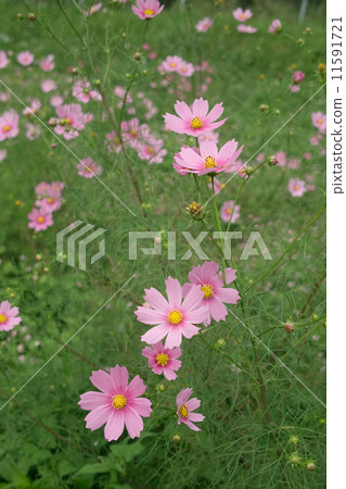 櫻花人群 11591721