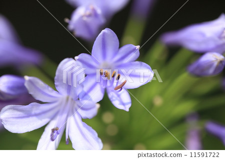 天然植物百子蓮,日本名稱是紫色的kimiko。它似乎是在明治時代作為觀賞起源到達南非的 天然植物百子蓮,日本名稱是紫色的kimiko。它似乎是在明治時代作為觀賞起源到達南非的 11591722