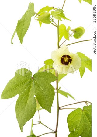 白背棉花 11591986