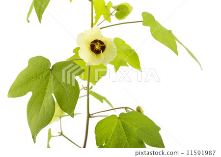 白背棉花 11591987